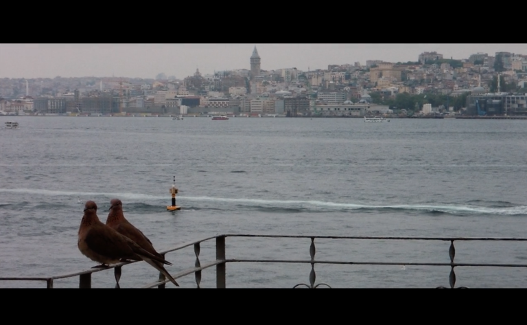 Meral Değer Turtledoves of Istanbul